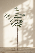 19.7" Real Touch Eucalyptus Stems | 3-Fork & 5-Fork 3-Fork · 19.7" | Artificial Greenery | Eco Perennial