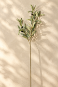 Flocked Faux Olive Branches with Fruit | 35" & 37.5" 3-Fork · 35" · 4 Olives | Artificial Greenery | Eco Perennial