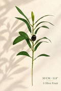 Petite Faux Olive Branches | Seamless, Shed-Resistant Stems Single-Fork · 11.8" · 1 Olive | Artificial Greenery | Eco Perennial
