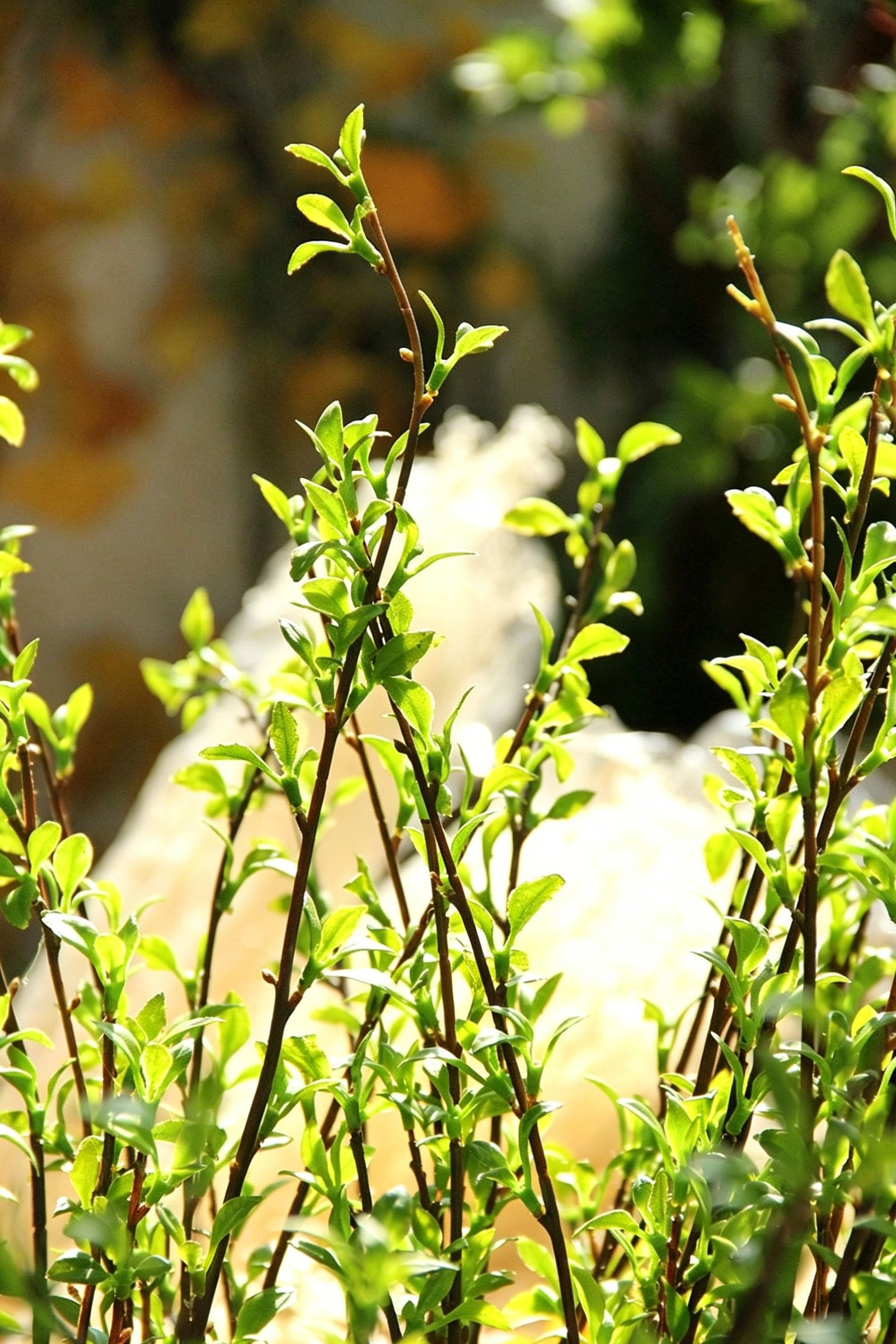 "Willow Mist" | Faux Snow Willow Artificial Branch