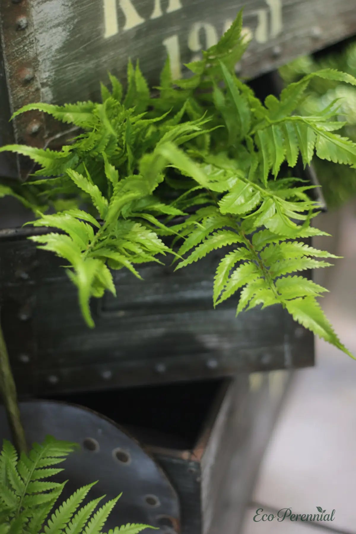 ’Forest Whisper’ | Realistic Persian Fern Artificial Stem - Artificial Floral Arrangement
